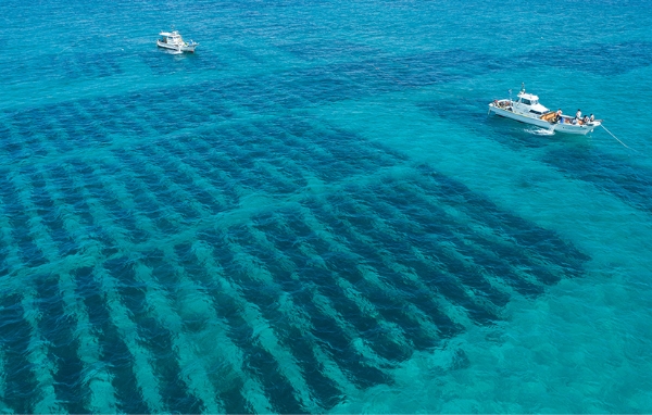 オキナワモズクの養殖 写真
